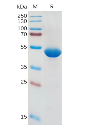 Fig.1: Human IL1B Protein, hFc Tag on SDS-PAGE under reducing condition.